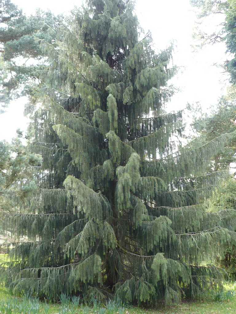 Ялина Бревера плакуча, Ялина Бревера / Брюэра, Picea breweriana