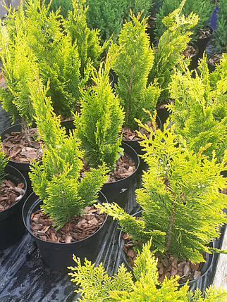 Кіпарисовик Лавсона Івон (Ivone) саджанець в горщику 3 л, фото 2