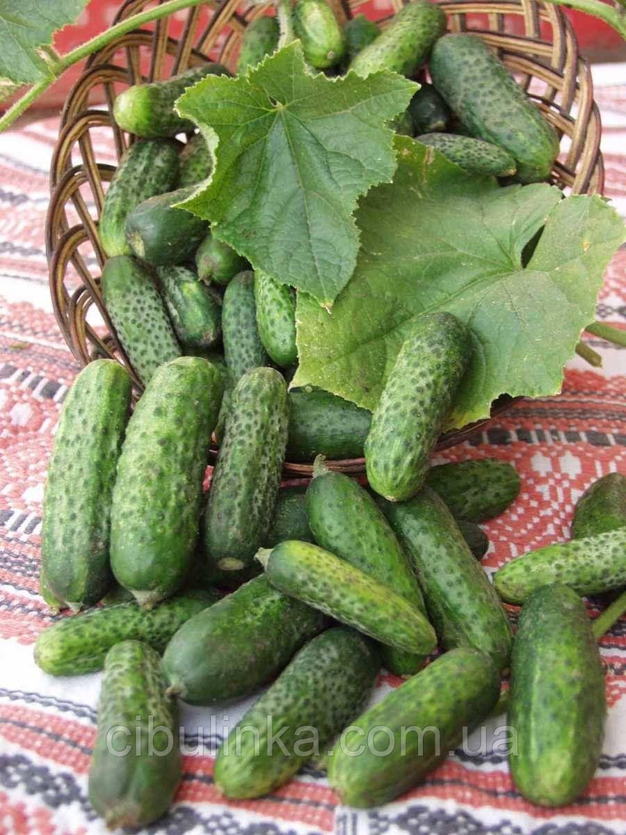 Огірок Атлантіс F1 Bejo Zaden/Нідерланди 20 шт, фото 1