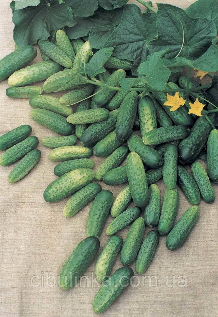 Огірок Атлантіс F1 Bejo Zaden/Нідерланди 50 шт, фото 1