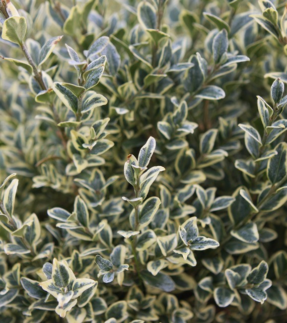 Самшит вічнозелений Еlegans 3 річний, Самшит вічнозелений Елеганс, Buxus sempervirens elegans