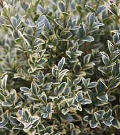 Самшит вічнозелений Еlegans 3 річний, Самшит вічнозелений Елеганс, Buxus sempervirens elegans