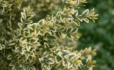 Самшит вічнозелений Еlegans 2 річний, Самшит вічнозелений Елеганс, Buxus sempervirens elegans