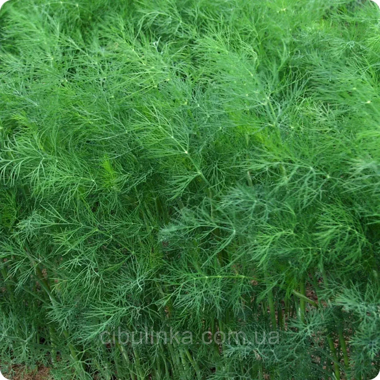 Кріп Амброзія W.Legutko/Польща 50 г, фото 1