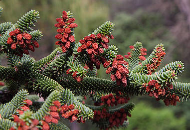 Ялиця Іспанська 2 річна, Ялиця Іспанська, Abies pinsapo