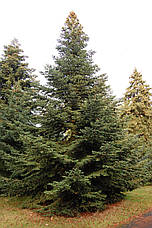 Ялиця Іспанська 2 річна, Ялиця Іспанська, Abies pinsapo, фото 6