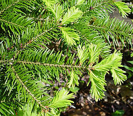 Ялиця Бальзамічна 3 річна, Ялиця Бальзамічна, Abies balsamea, фото 4
