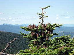 Ялиця Бальзамічна 3 річна, Ялиця Бальзамічна, Abies balsamea, фото 6