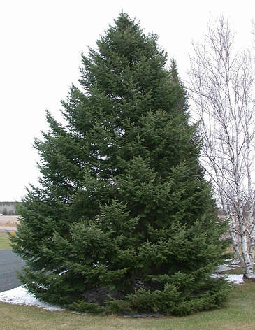 Ялиця Бальзамічна 3 річна, Ялиця Бальзамічна, Abies balsamea, фото 1