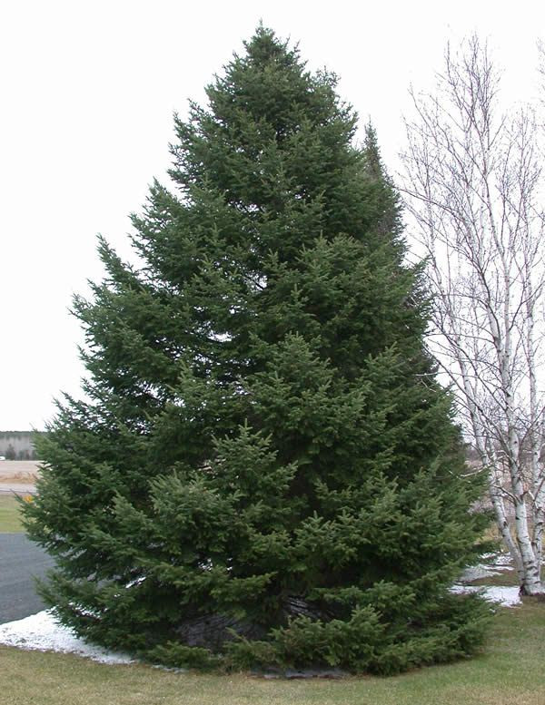 Ялиця Бальзамічна 3 річна, Ялиця Бальзамічна, Abies balsamea