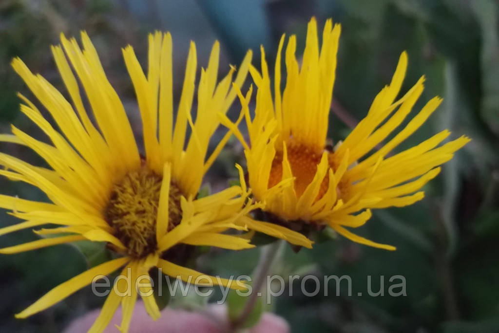 Оман високий (Девясил - рос.) (Inula helenium)(насіння 30 шт)