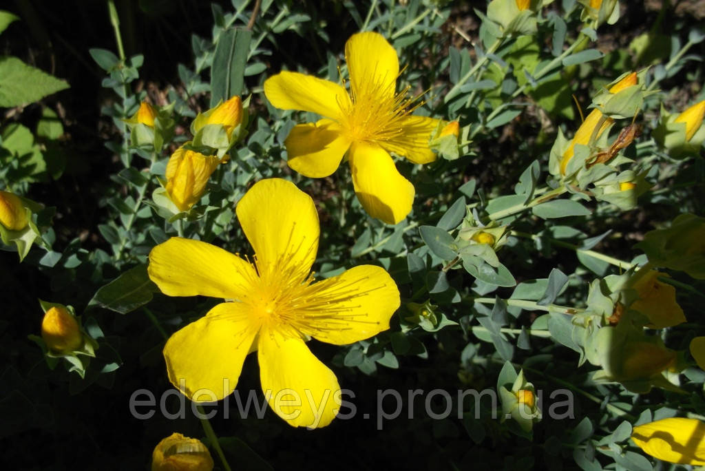 Звіробій звичайний(Hypericum perforatum) (насіння 100 шт)