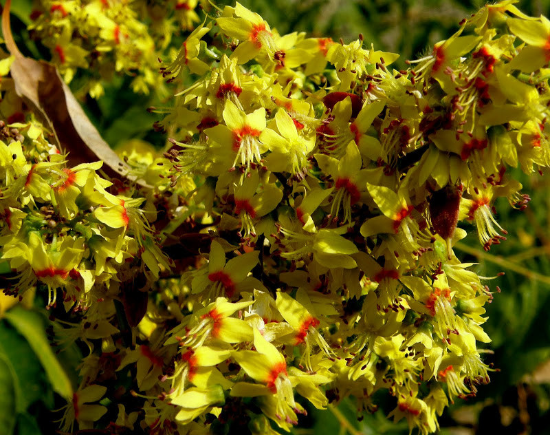 Кельрейтерія 2 річна, Кельрейтерия волотиста / Мильне дерево / дерево ліхтарик, Koelreuteria paniculatа