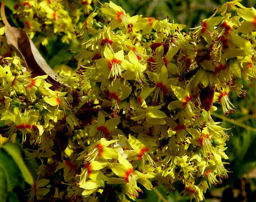 Кельрейтерія 2 річна, Кельрейтерия метельчатая / Мыльное дерево ...