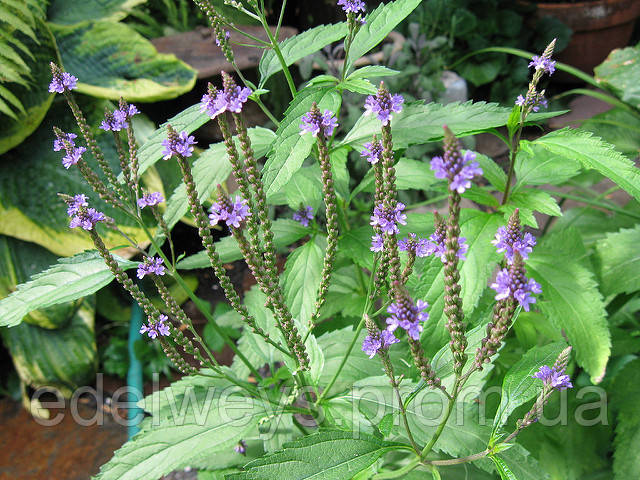 Вербена лікарська (Verbena officinalis)(насіння 50 шт), фото 1