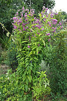 Десмодиум канадський (Desmodium canadense)(насіння 20 шт)