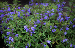 Змієголовник молдавський (Dracocephalum moldavica)(насіння 50 шт)