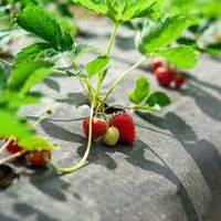 Плівка для полуниці: ефективне вирощування врожаю