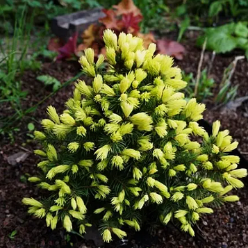 Ялина канадська Дейзі Уайт С3