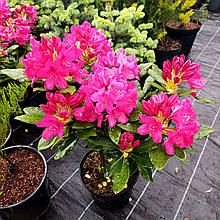 Рододендрон Лорд Робертс / С5 / Rhododendron Lord Roberts