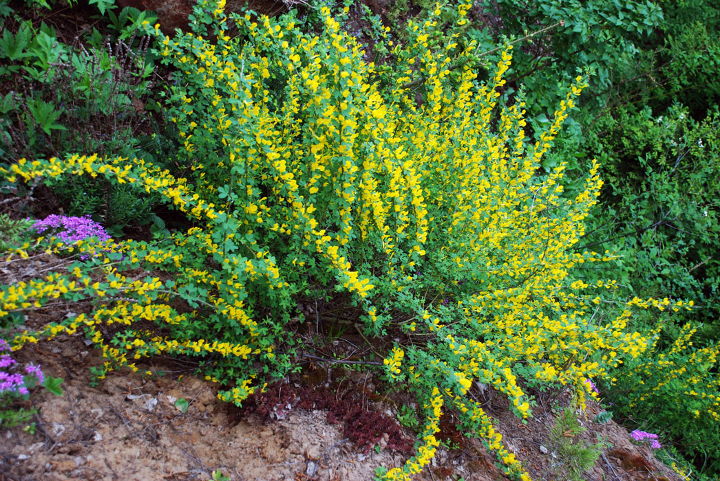 Рокитник Allgold