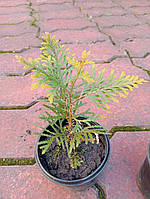 Туя західна Голден Глоб, саджанці