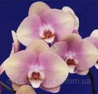 Орхідея Phal. Jincheng Blush, Підліток 1,7, квіти 11 см