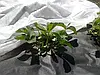 Агроволокно Shadow чорне з перфорацією 3 отвори, 50 г/м², 1.6×100 м, фото 5