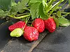 Агроволокно Shadow чорне з перфорацією 3 отвори, 50 г/м², 1.6×100 м, фото 6