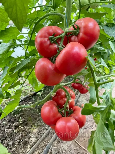 Насіння томата Естет F1 (Syngenta), поштучно — ультраранній (48-50 днів), індетермінантний, рожевий