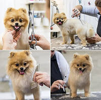 Комплект для догляду за тваринами Purlov 23186 Набір для грумінгу ножиці та аксесуари