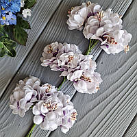 Хризантема біло-лілова з тичинками