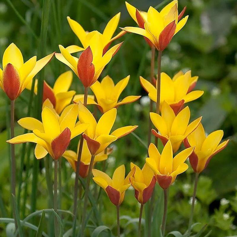 Тюльпан ботанічний Clusiana Cynthia 6/7, фото 1