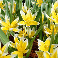 Тюльпан ботанічний Tarda 8+