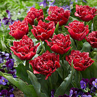 Тюльпан махровий оторочений Cranberry Thistle 12+