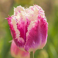 Тюльпан оторочений Hawai 11/12