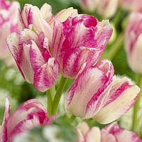 Тюльпан мультіфлора Dream Club 11/12