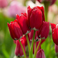 Тюльпан мультіфлора Fiery Club 11/12