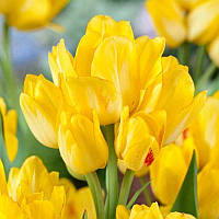 Тюльпан мультіфлора Sunshine Club 11/12