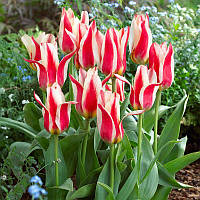 Тюльпан низький Грейга Buddy 10/11