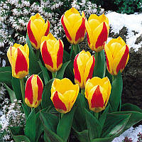 Тюльпан низький Грейга Graefin Bettina 10/11