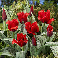 Тюльпан низький Грейга Julius Caesar 10/11