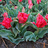 Тюльпан низький Грейга Toronto Double 10/11