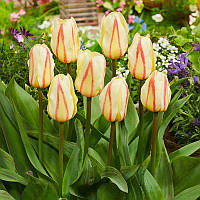 Тюльпан низький Грейга White Fire 11/12