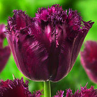 Тюльпан оторочений Gorilla 11/12