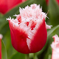 Тюльпан оторочений New Santa 11/12