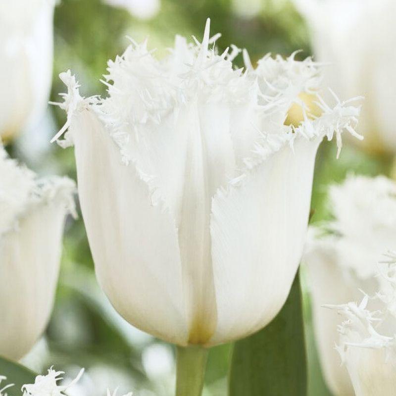 Тюльпан оторочений Noordeinde 12+