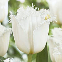 Тюльпан оторочений Noordeinde 12+