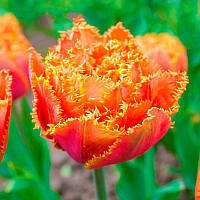 Тюльпан махровий оторочений Royal Centennial 11/12