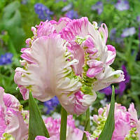 Тюльпан папуговий Cabanna 11/12